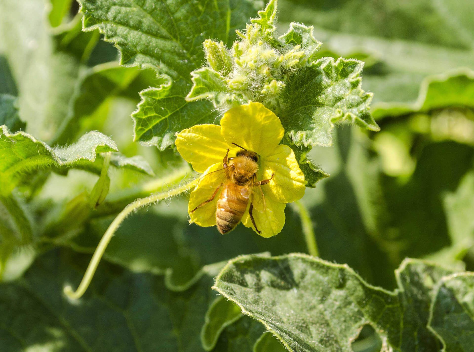 What Crops Do Bees Pollinate
